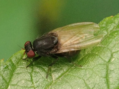 Minettia longipennis