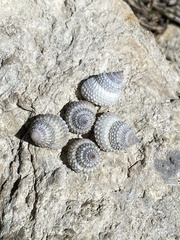 Cenchritis muricatus