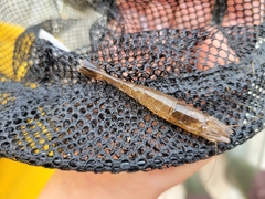 Crangon septemspinosa