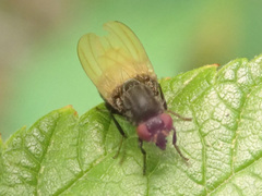 Minettia longipennis