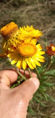 Xerochrysum bracteatum