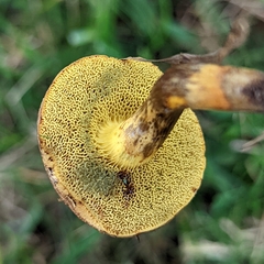 Boletaceae
