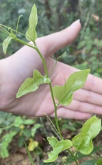Smilax