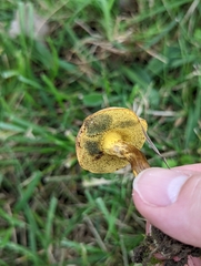 Boletaceae