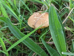 Boletaceae