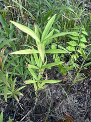 Lilium