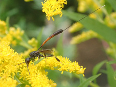 Gasteruption caucasicum