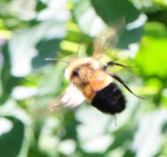 Bombus affinis