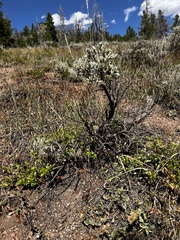 Artemisia tridentata