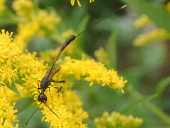 Gasteruption caucasicum