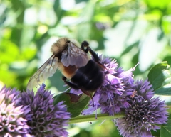 Bombus affinis