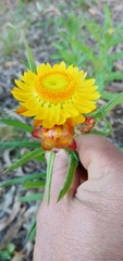 Xerochrysum bracteatum