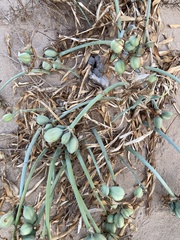 Pancratium maritimum