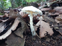 Verrucosporaceae