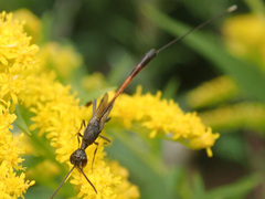 Gasteruption caucasicum