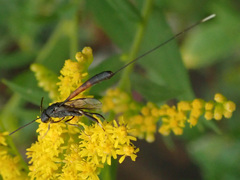 Gasteruption caucasicum