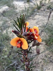 Dillwynia sericea