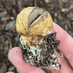 Scleroderma