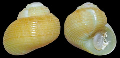 Leptothyra