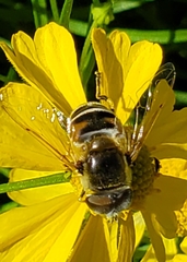 Eristalis stipator