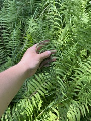 Thelypteris palustris