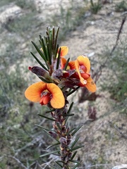 Dillwynia sericea