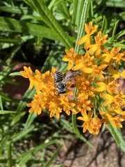 Megachile petulans
