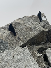 Pyrrhocorax graculus