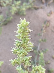 Salsola squarrosa