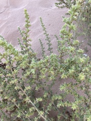 Salsola squarrosa