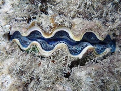 Tridacna crocea