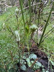 Pterostylis concinna
