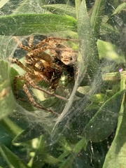 Araneae