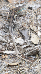 Aspidoscelis sexlineatus