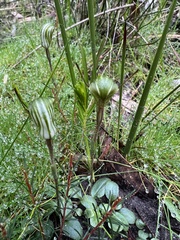 Pterostylis concinna