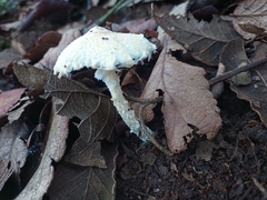 Verrucosporaceae
