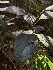 Solanum humboldtianum