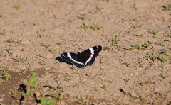 Limenitis arthemis arthemis