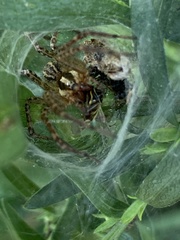 Araneae