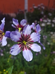 Leucocoryne purpurea