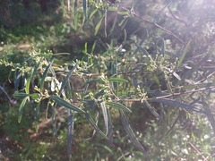 Olearia viscidula