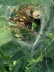 Araneae