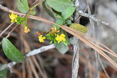 Mandevilla