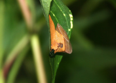 Parthena acutangula