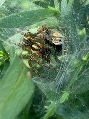 Araneae
