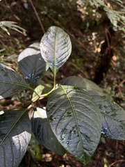 Solanum humboldtianum