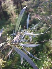 Olearia viscidula
