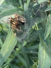 Araneae