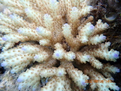 Acropora