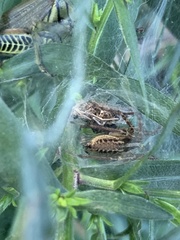 Araneae